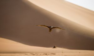 Bentley Bentayga Falconry by Mulliner - Falcon in Flight in the desert